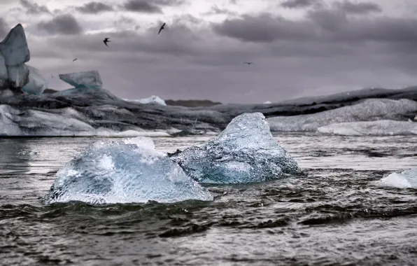 Sea, storm, seagulls, iceberg, ice