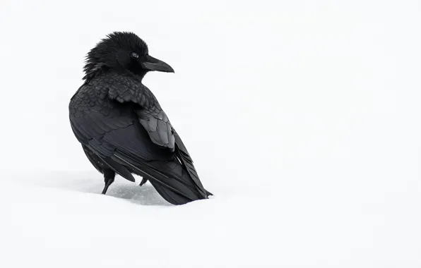 Winter, snow, bird, Raven, crow