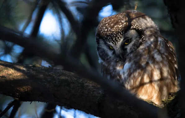 Look, branches, the dark background, tree, owl, bird, owl, sychik