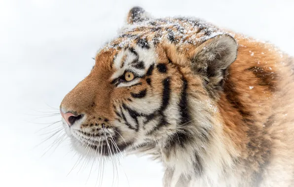 Picture face, tiger, predator, profile, handsome