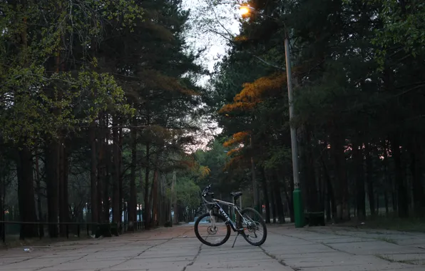 Trees, nature, bike, life, the city, foliage, spring, ecology