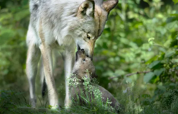 Care, wolf, wildlife, the cub