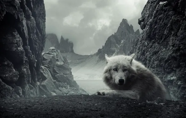 White, mountains, Wolf