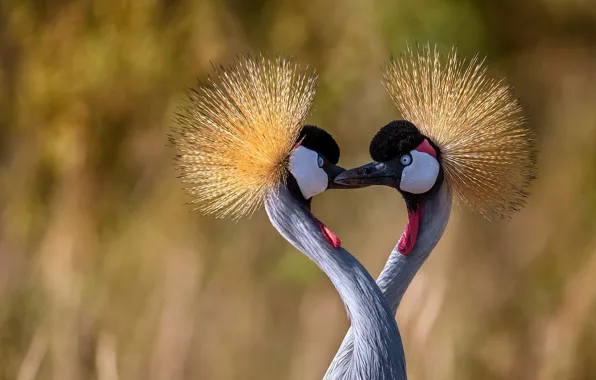 Bird, beak, neck, Eastern crowned crane