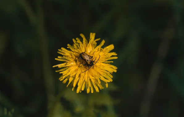 Forest, dandelion, beetle
