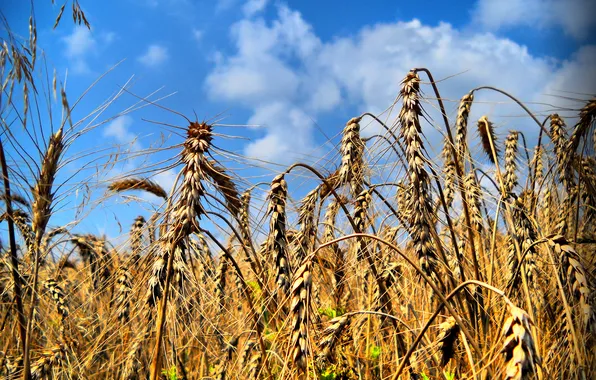 Field, the sky, clouds, harvest, ears