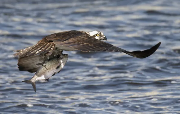 Picture nature, fish, osprey