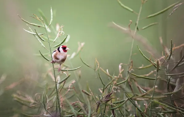 Branches, bird, plant, goldfinch, strucki