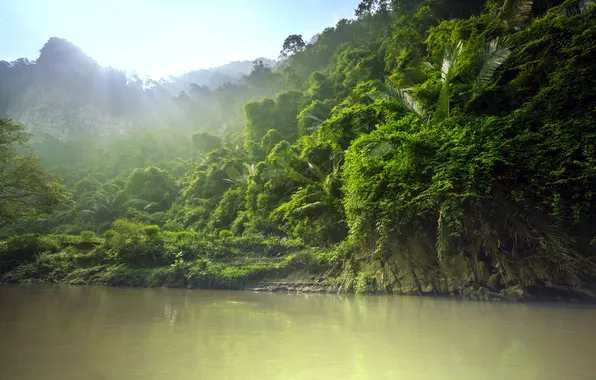 Forest, tropics, river, jungle, the rays of the sun