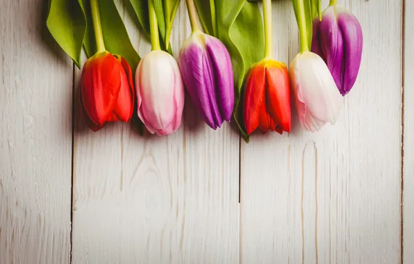 Flowers, bouquet, colorful, tulips, red, white, wood, flowers