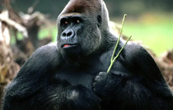 Picture power, animal, gorilla, strong, great ape