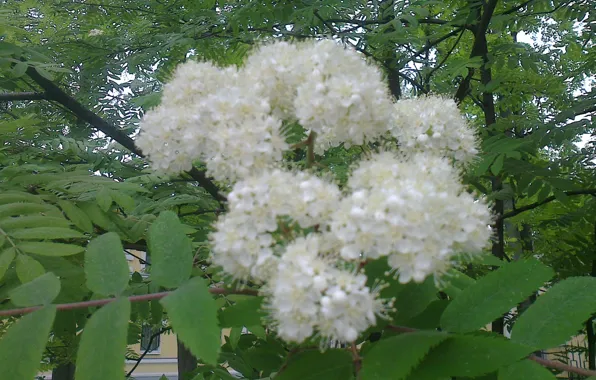 Picture greens, leaves, trees, the city, branch, spring, may, stamens