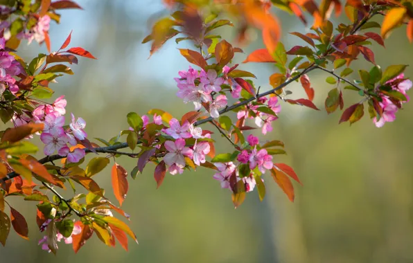 Macro, branch, spring, Apple, flowering, flowers, bokeh, branch of Apple