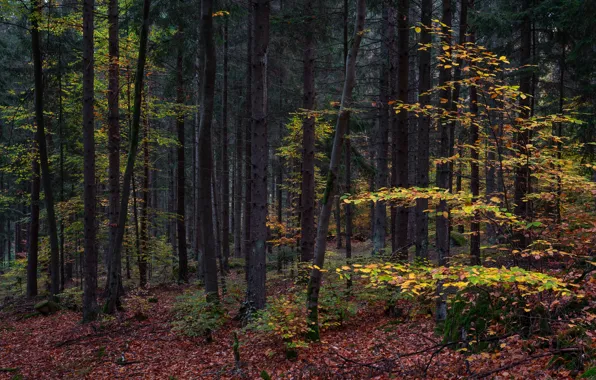 Autumn, forest, leaves, trees, the bushes
