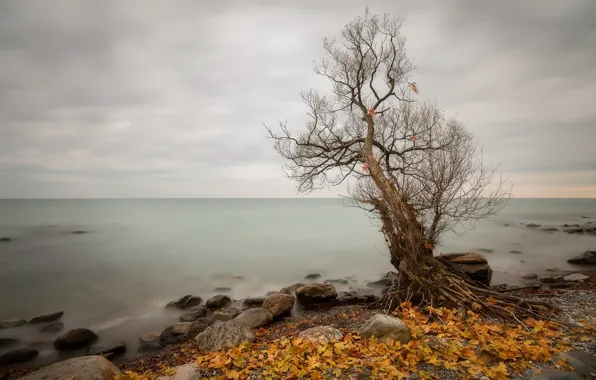 Picture sea, autumn, trees, shore