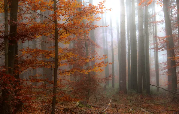 Autumn, forest, trees, branches, fog, Park, trunks, foliage