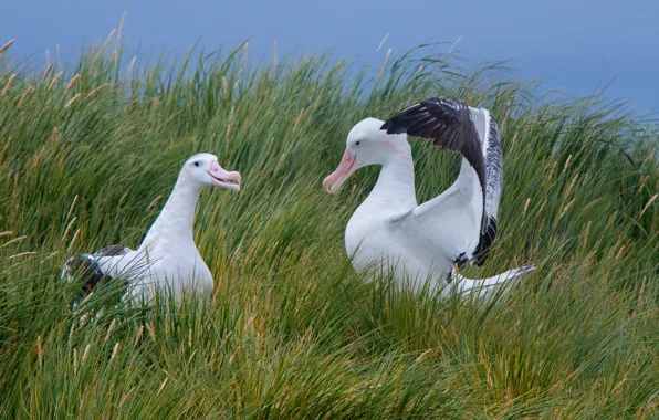 Picture the sky, grass, bird, shore, two, seagulls, pair, lovers