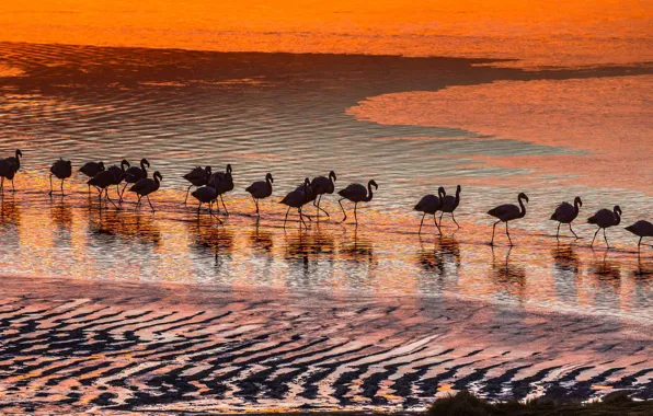 Birds, pack, Flamingo