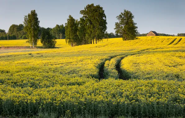 Road, trees, rape, rapeseed field