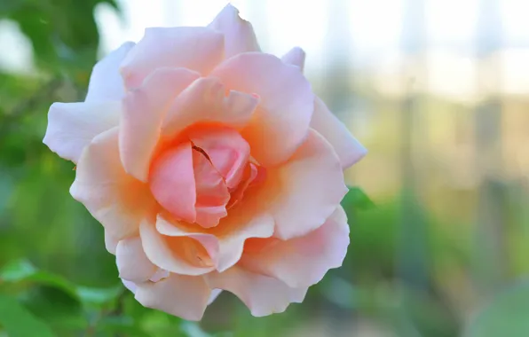 Macro, glare, background, roses, pink