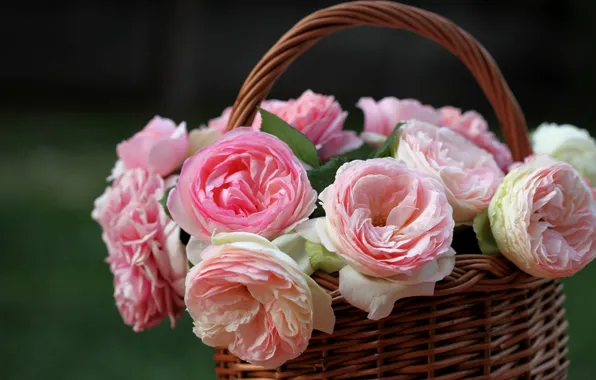 Picture roses, basket, buds, © Elena Di Guardo