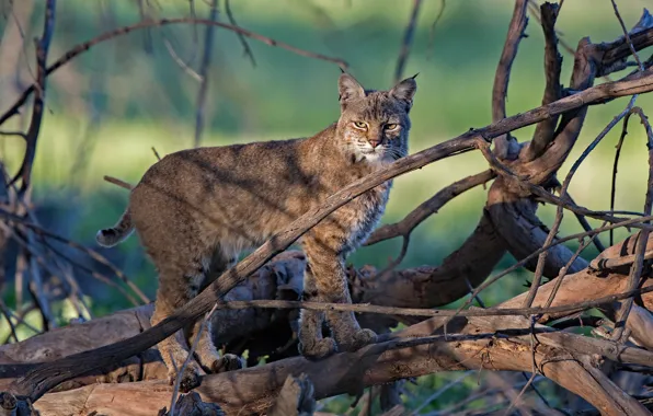 Picture look, branches, lynx, wild cat