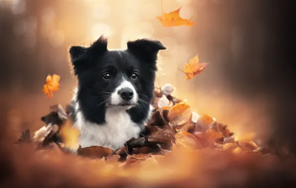 Autumn, look, face, leaves, dog
