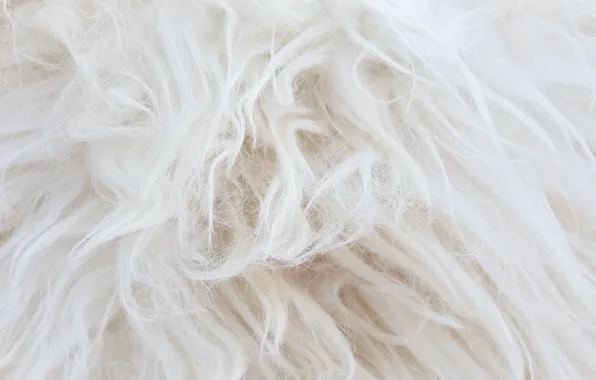 White, background, animal, hair, light, texture, wool, skin