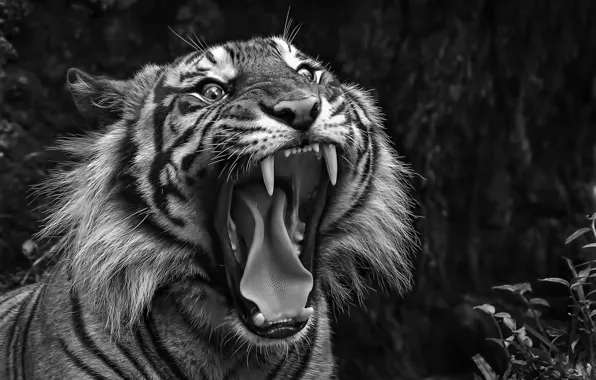Picture tiger, mouth, fangs
