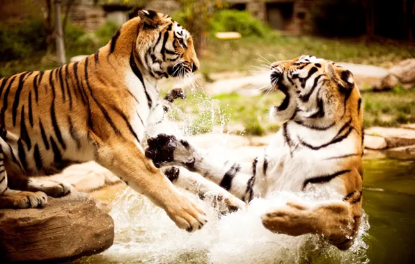Water, nature, tigers, animals, wallpapers