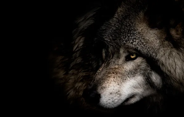 Look, face, close-up, grey, wolf, portrait, profile, black background