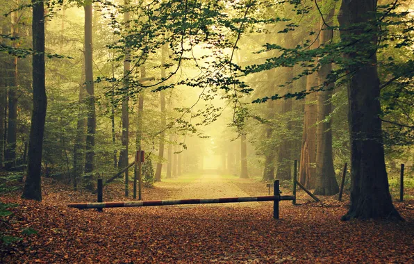 Road, autumn, forest, leaves, trees, fog, the fence, gate