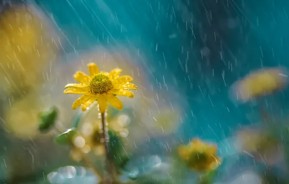 Picture flower, nature, rain