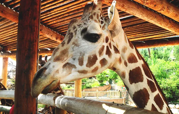 Animal, head, giraffe, muzzle, zoo, animal, giraffe, zoo