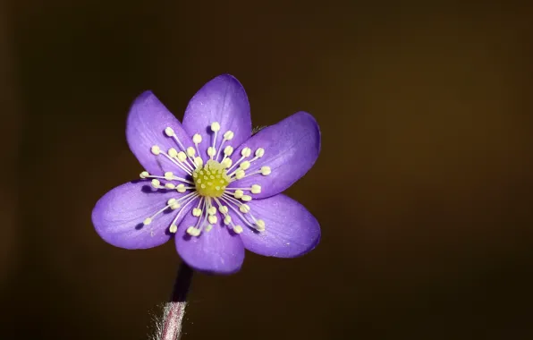 Flowers, spring, Hepatica nobilis