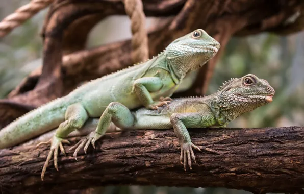 Nature, pair, trunk, lizards