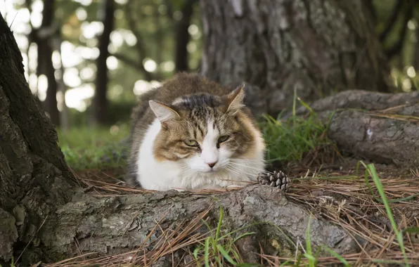Picture forest, cat, look