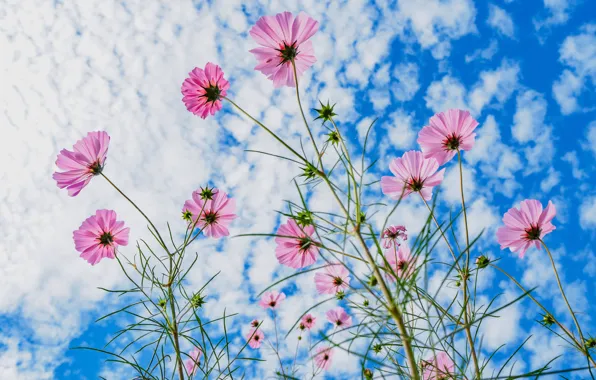 Picture the sky, clouds, flowers, petals, stem, kosmeya