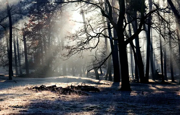 Picture forest, rays, light, trees, night, nature