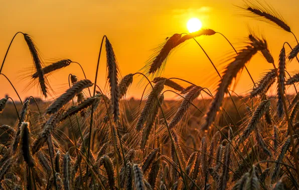 Field, the sky, the sun, sunset, harvest, ears