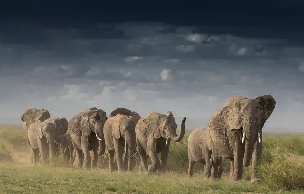 Road, the sky, grass, clouds, birds, clouds, elephant, dust