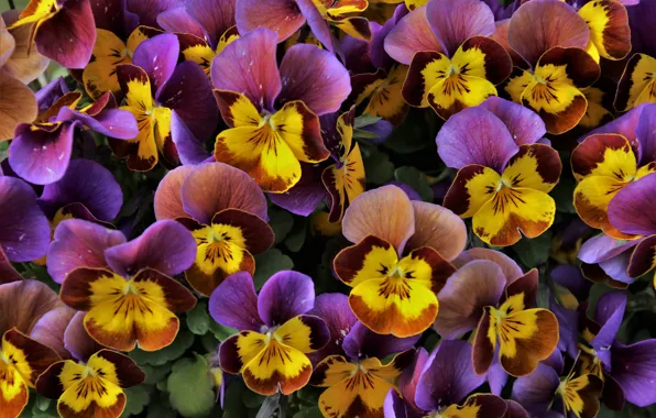 Picture flowers, garden, Pansy