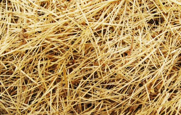 Picture grass, macro, straw