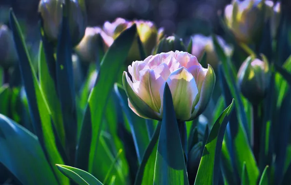 Leaves, light, flowers, spring, garden, tulips, pink, flowerbed