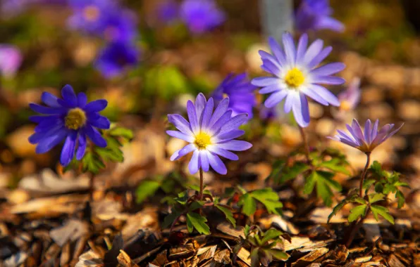 Picture nature, spring, Anemone