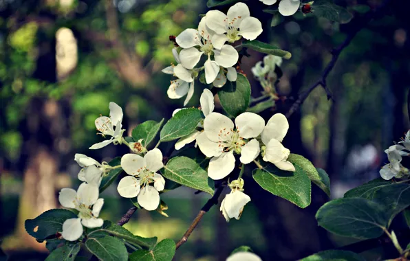Flowers, spring, Apple
