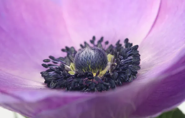 Picture flowers, petals, anemonastrum