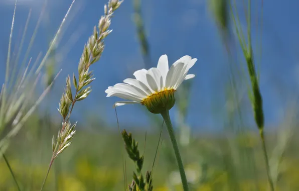 Flowers, nature, plants, Daisy