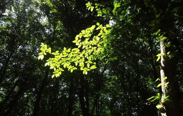 Picture forest, the sun, trees, sprig, foliage, Greens