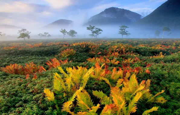 Autumn, Japan, Hokkaido, fern